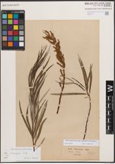 Foto von Salix eleagnos subsp. angustifolia (Cariot) Rech. f.